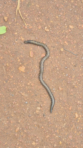 Phipson's Shieldtail