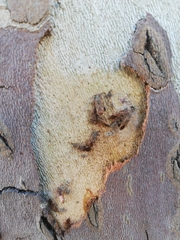 Arocatus