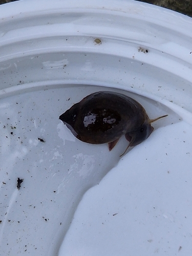 Physella acuta
