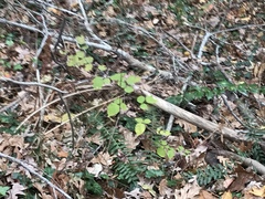 Rubus phoenicolasius