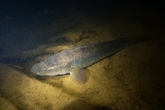 Sleepy Cod photo 2