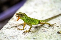 Anolis aequatorialis