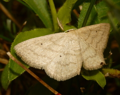 Scopula inductata