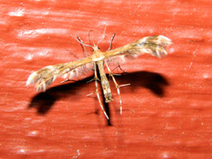 Dejongia lobidactylus