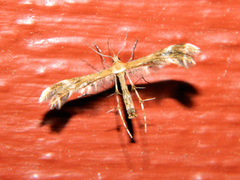 Dejongia lobidactylus