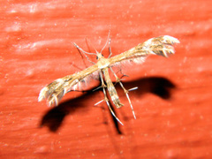 Dejongia lobidactylus