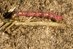 Cyclophora pendulinaria