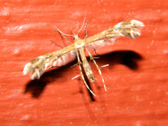 Dejongia lobidactylus