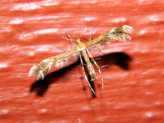 Dejongia lobidactylus