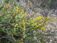 Synaphea spinulosa