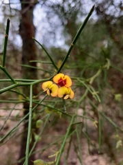 Daviesia divaricata
