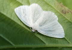 Lomographa vestaliata