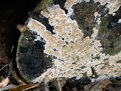 Cylindrobasidium evolvens