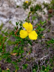Hibbertia hypericoides hypericoides