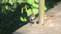 Dendronanthus indicus