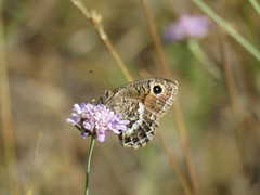 Satyrus actaea