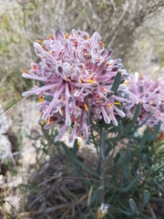 Petrophile linearis