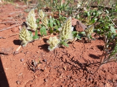 Ptilotus spathulatus