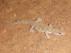Rhynchoedura sexapora