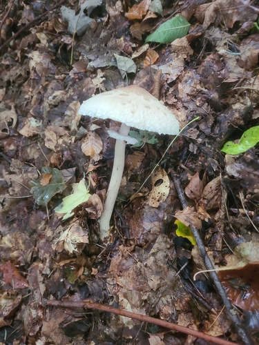 Gemeiner Riesenschirmling