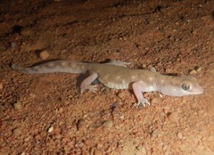 Rhynchoedura sexapora