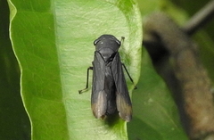 Proconiini