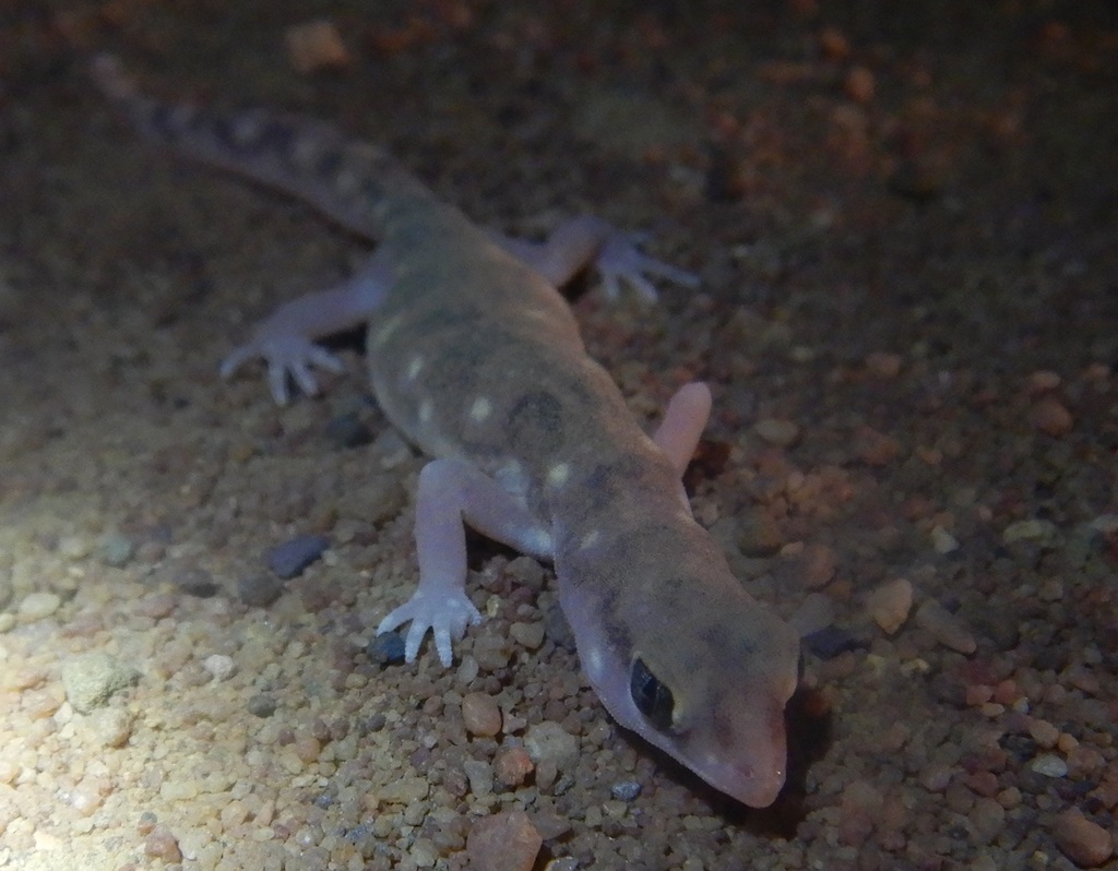 Northern Beaked Gecko