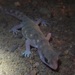 Northern Beaked Gecko - Photo (c) simono, some rights reserved (CC BY-NC), uploaded by simono
