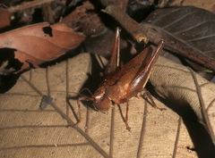 Hyperomerus ferreirai