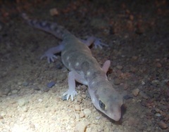 Rhynchoedura sexapora