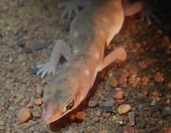 Rhynchoedura sexapora