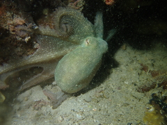Octopus djinda