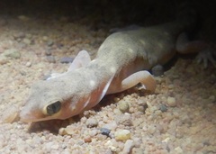 Rhynchoedura sexapora