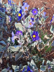 Solanum lasiophyllum