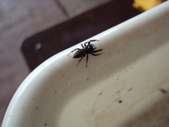 Dendryphantes mordax