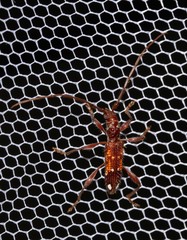 Coptocercus biguttatus