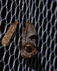 Eupselia beatella