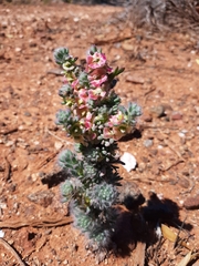 Maireana trichoptera