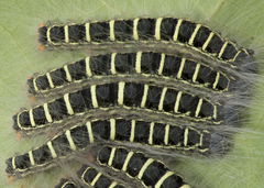 Euglyphis jessiehillae