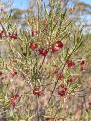 Dodonaea lobulata