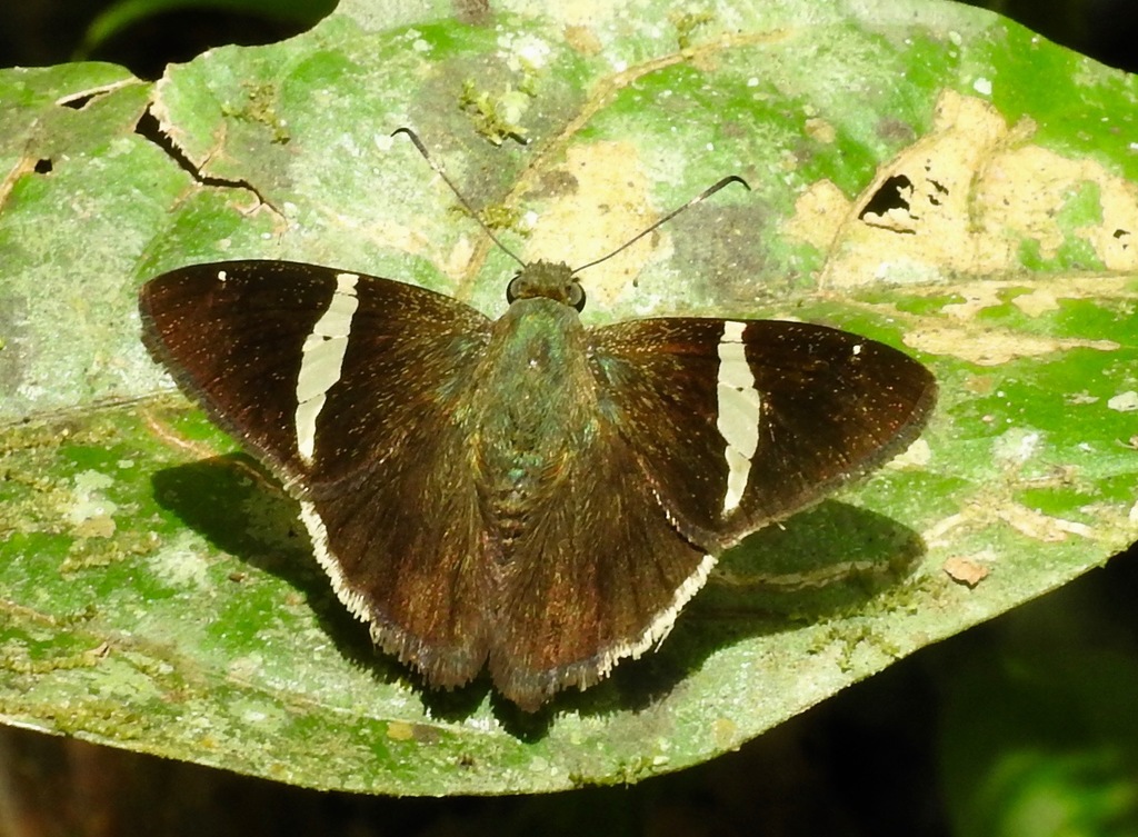 Autochton longipennis