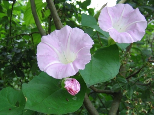 Hairy Bindweed (Calystegia × pulchra)