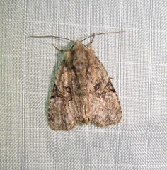 Oligia modica