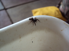 Dendryphantes mordax