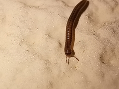 Brachyiulus pusillus