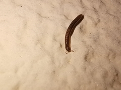 Brachyiulus pusillus