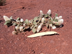 Ptilotus holosericeus