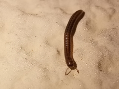 Brachyiulus pusillus