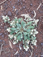 Ptilotus holosericeus