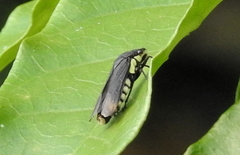 Proconiini